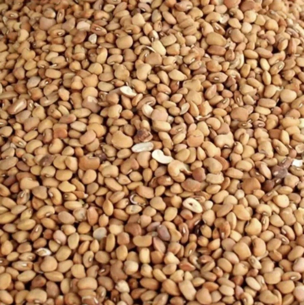 Nigerian honey Beans- 8 Kg