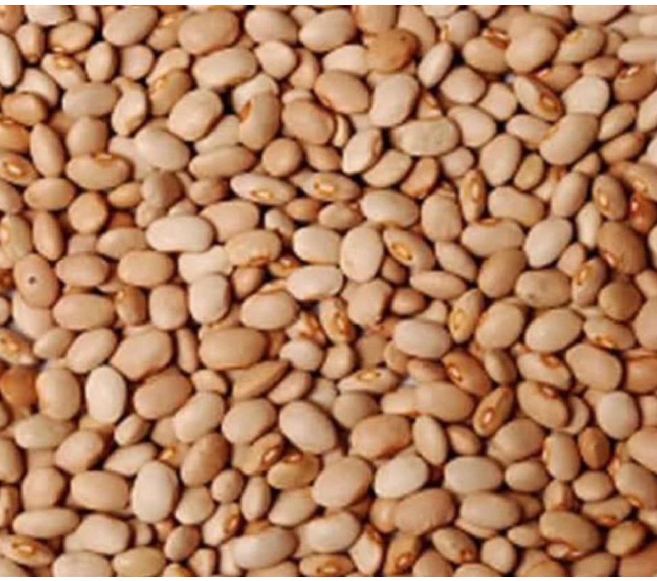 Nigerian honey Beans- 8 Kg